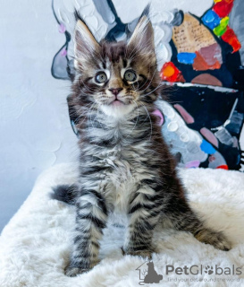 Photo №1. maine coon - for sale in the city of New York | 250$ | Announcement № 114859