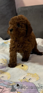 Photo №2 to announcement № 119902 for the sale of poodle (toy) - buy in Serbia breeder