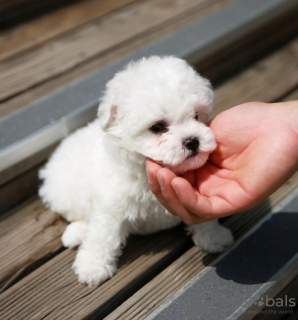 Photo №1. bichon frise - for sale in the city of Graz | negotiated | Announcement № 53352