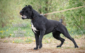 Additional photos: Very Breed Cane Corso