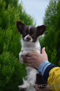 Photo №1. chihuahua - for sale in the city of Krasnodar | 810$ | Announcement № 13735
