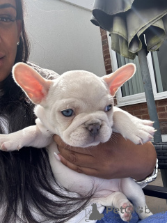 Photo №1. french bulldog - for sale in the city of Lübeck | 350$ | Announcement № 117871