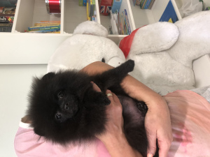 Photo №3. Black Pomeranian. Russian Federation