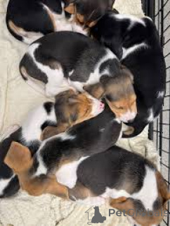 Photo №1. beagle - for sale in the city of Madrid | 723$ | Announcement № 165990