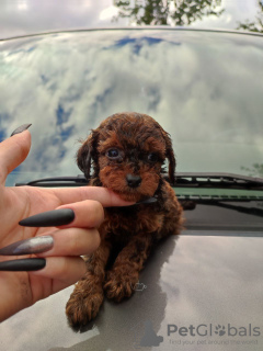 Photo №4. I will sell poodle (toy) in the city of Tallinn. from nursery - price - 1456$