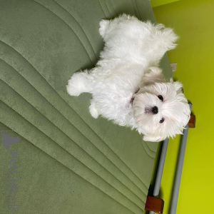 Photo №1. maltese dog - for sale in the city of Афины | negotiated | Announcement № 120670