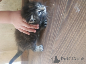 Photo №1. maine coon - for sale in the city of Kishinev | 471$ | Announcement № 145288