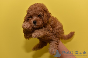 Additional photos: Miniature poodle