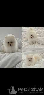 Photo №1. pomeranian - for sale in the city of Berlin | 1268$ | Announcement № 78908