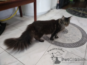 Additional photos: Maine Coon cat