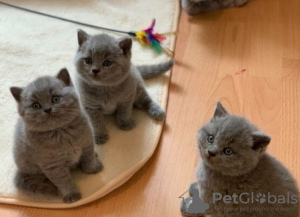 Photo №1. british shorthair - for sale in the city of Eindhoven | negotiated | Announcement № 58402