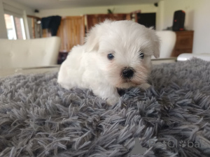 Photo №2 to announcement № 138937 for the sale of bichon frise - buy in Belgium private announcement, breeder
