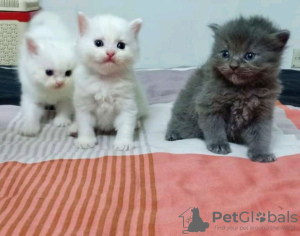 Photo №2 to announcement № 116791 for the sale of persian cat - buy in Finland 