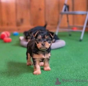 Photo №1. yorkshire terrier - for sale in the city of Egilsstaðir | 258$ | Announcement № 176694