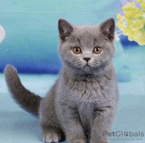 Photo №2 to announcement № 72159 for the sale of british shorthair - buy in Czech Republic breeder