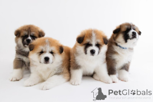 Photo №1. american akita - for sale in the city of Bergheim | negotiated | Announcement № 167417