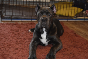 Photo №1. cane corso - for sale in the city of Omsk | negotiated | Announcement № 2696