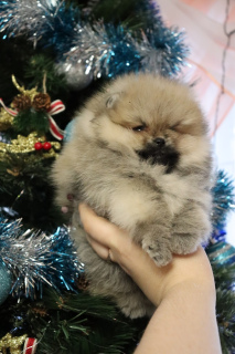Photo №4. I will sell non-pedigree dogs in the city of Saratov. breeder - price - 570$