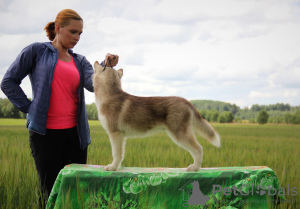 Photo №1. siberian husky - for sale in the city of St. Petersburg | negotiated | Announcement № 7203