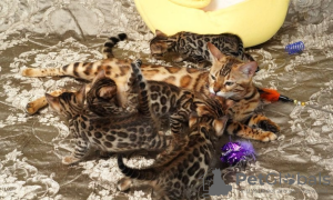 Photo №4. I will sell bengal cat in the city of Indio.  - price - 400$