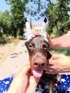 Photo №3. Doberman puppies of both sexes. Serbia