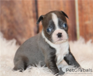 Photo №1. boston terrier - for sale in the city of Evergem | 650$ | Announcement № 55882