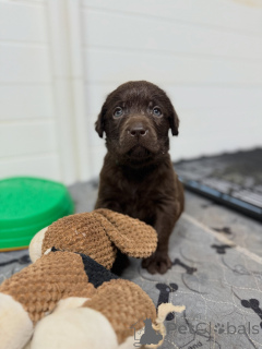 Photo №1. labrador retriever - for sale in the city of Munich | negotiated | Announcement № 171252