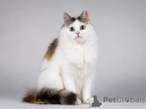 Photo №3. Affectionate zone, teenage kitten, girl, three-flowers.. Russian Federation