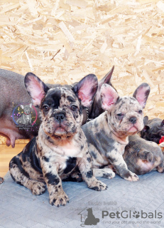 Photo №2 to announcement № 34712 for the sale of french bulldog - buy in Russian Federation from nursery