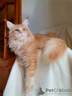 Photo №2 to announcement № 21334 for the sale of maine coon - buy in Russian Federation breeder