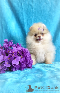 Photo №2 to announcement № 95076 for the sale of pomeranian - buy in Belarus breeder