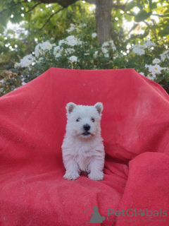 Photo №1. west highland white terrier - for sale in the city of Krapkowice | 2642$ | Announcement № 62249
