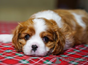 Photo №2 to announcement № 93587 for the sale of cavalier king charles spaniel - buy in Germany private announcement