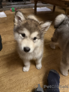 Photo №1. alaskan klee kai - for sale in the city of Garmisch-Partenkirchen | 1000$ | Announcement № 133054