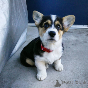 Photo №1. welsh corgi - for sale in the city of Silkeborg | 1652$ | Announcement № 168443