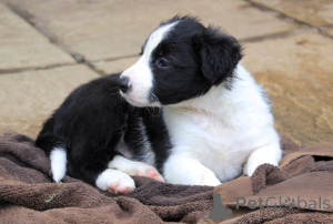 Photo №1. border collie - for sale in the city of MLADA BolesLav | 1239$ | Announcement № 172829