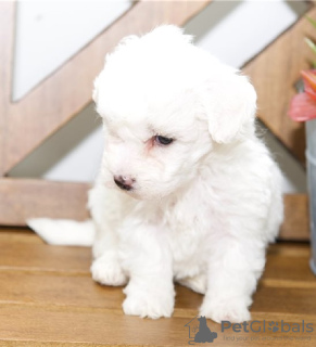 Photo №1. bichon frise - for sale in the city of Valmadonna | Is free | Announcement № 25290