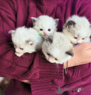 Photo №3. Ragdoll Kittens for Sale Male/female. United States