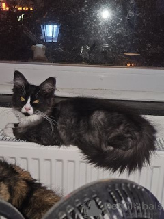 Photo №2 to announcement № 130379 for the sale of maine coon - buy in Germany private announcement