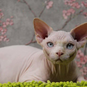 Photo №1. sphynx-katze - for sale in the city of Lipetsk | Is free | Announcement № 5916