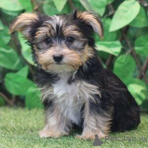 Photo №1. yorkshire terrier - for sale in the city of Alken | 329$ | Announcement № 151393