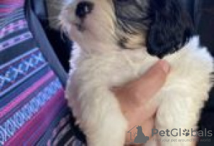 Photo №2 to announcement № 127099 for the sale of shih tzu - buy in Germany private announcement