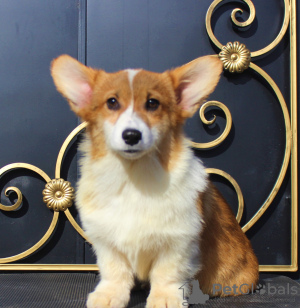Photo №1. welsh corgi - for sale in the city of Москва | 651$ | Announcement № 51355