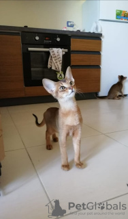 Photo №1. abyssinian cat - for sale in the city of Влёра | 332$ | Announcement № 18728