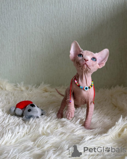 Photo №2 to announcement № 43820 for the sale of sphynx cat - buy in United States private announcement