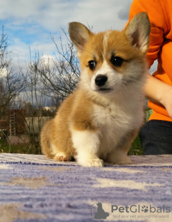 Photo №2 to announcement № 19967 for the sale of welsh corgi - buy in Russian Federation breeder