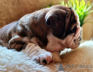 Additional photos: English bulldog babies