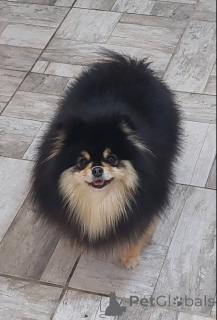 Photo №3. Pomeranians breeding for sale. Serbia
