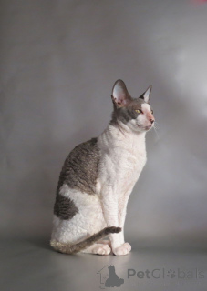 Photo №4. I will sell cornish rex in the city of BIOGRAD NA MORRU. private announcement, breeder - price - negotiated
