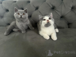 Photo №1. british shorthair - for sale in the city of Donetol | 465$ | Announcement № 172850